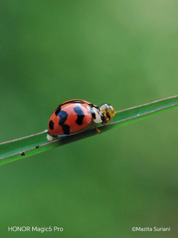 Nature Close Up 1 590x786